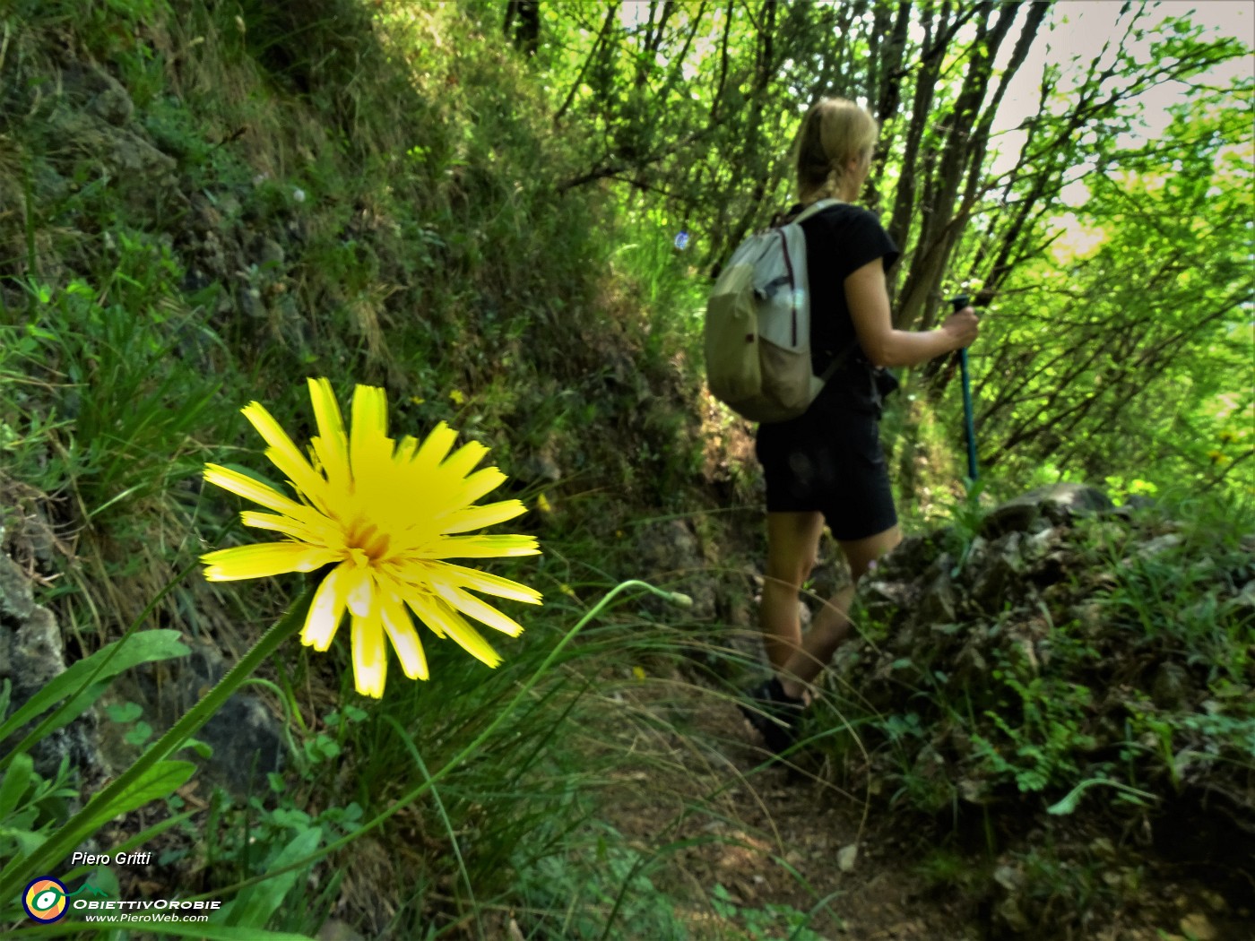 59 Hieracium murorum (Sparviere dei boschi).JPG